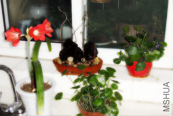 DSC02489.JPG