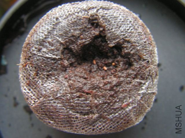 PICT0420_640x480.jpg