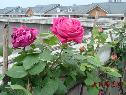 a7.jpg