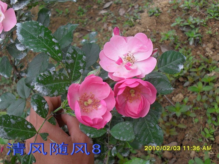 ������11 (8).jpg