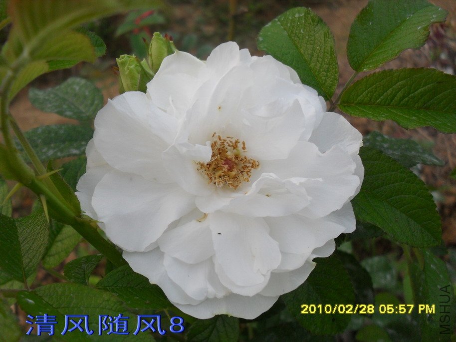 ��õ�壨���ģ�11 (5).jpg