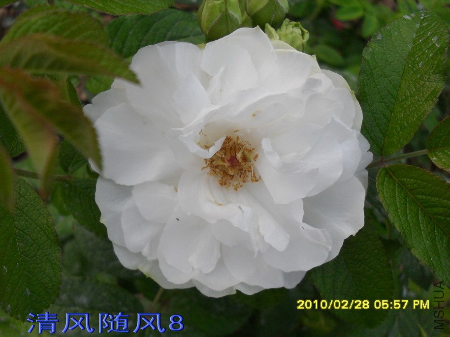 ��õ�壨���ģ�11 (6).jpg