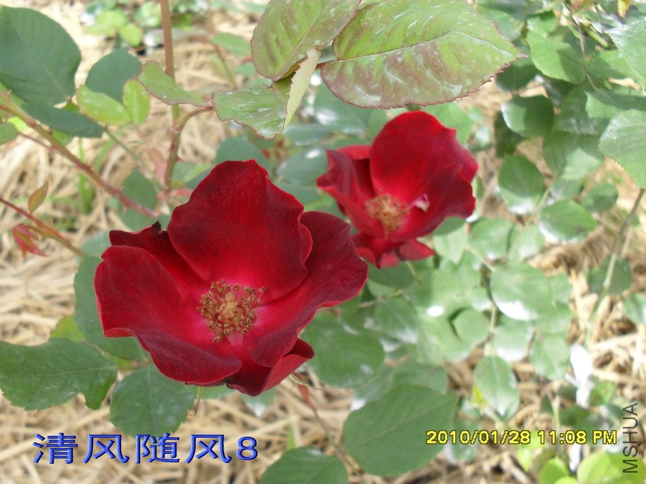 �����ľ11 (1).jpg