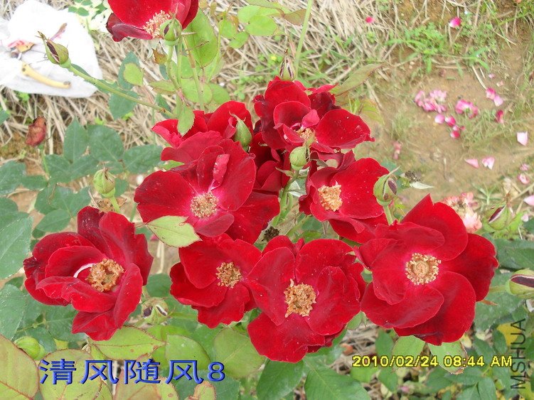 �����ľ11 (5).jpg