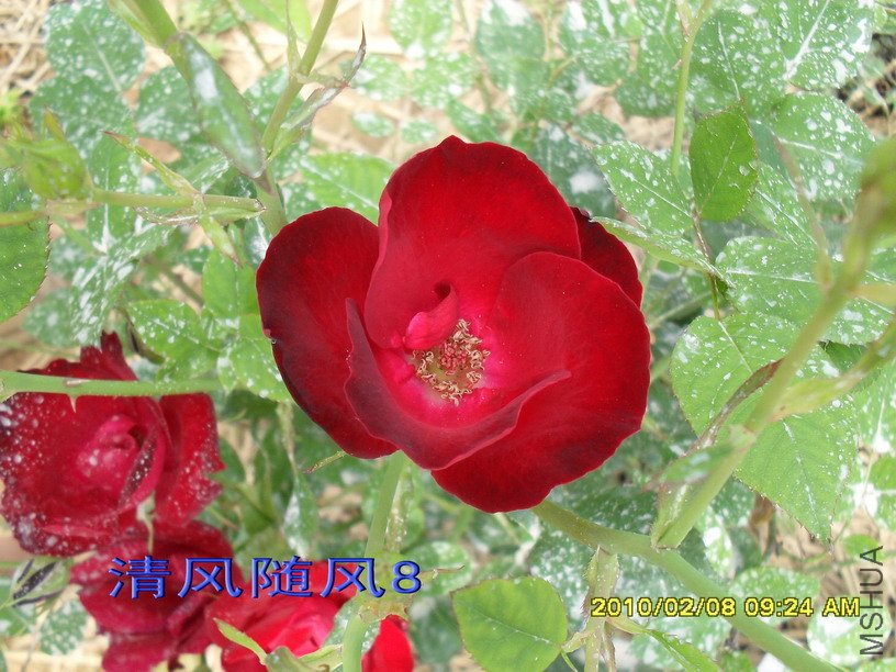 �����ľ11 (8).jpg