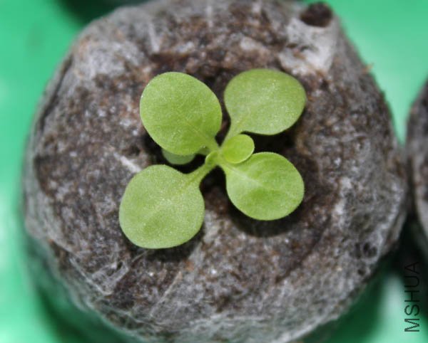 ������������ʼ������Ƭ��Ҷ