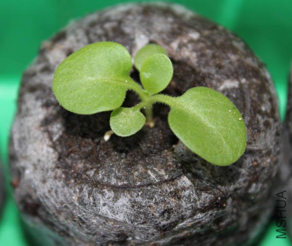 �ذ���ת��ɫ����Ƭ��Ҷ