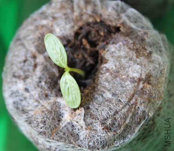 ��ݮõ�崹����ʼ����Ҷ