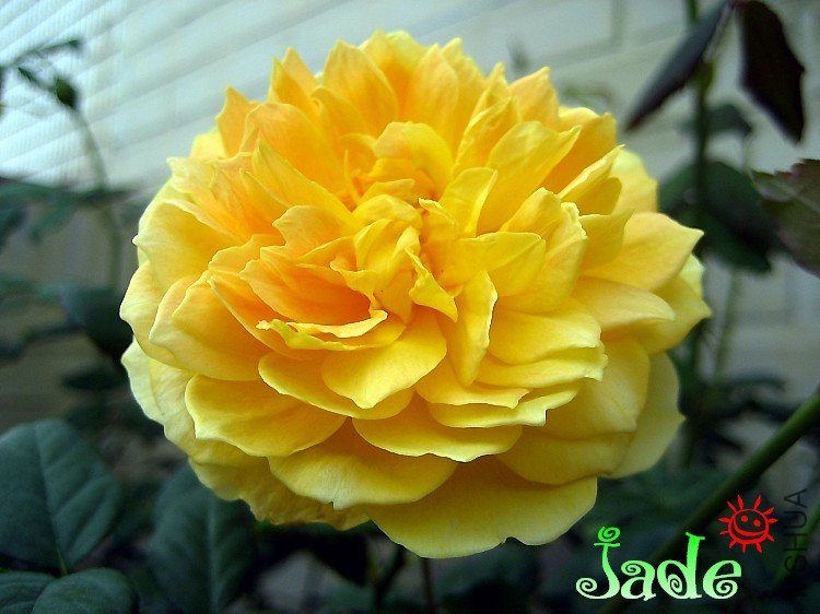 Molineux  2009_1030(03).jpg