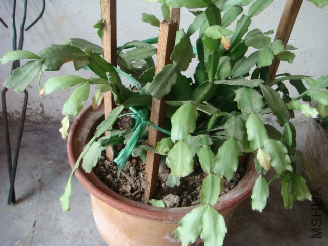 DSC02111.JPG