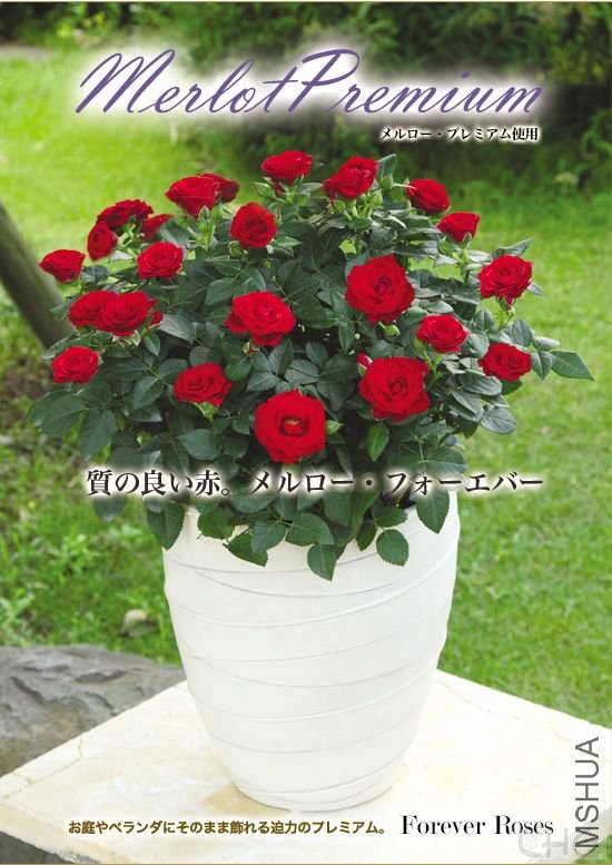 20080402_13ccdbbbe537299fc256vpqPOjE16gfl.jpg