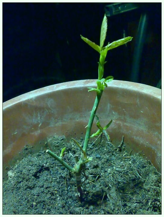 20100902704_nEO_IMG.jpg