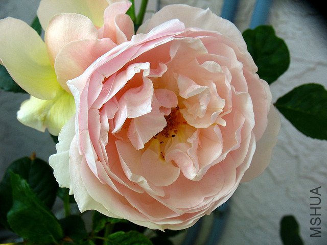 The Shepherdess2.jpg