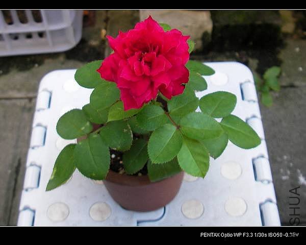 IMGP0729.JPG