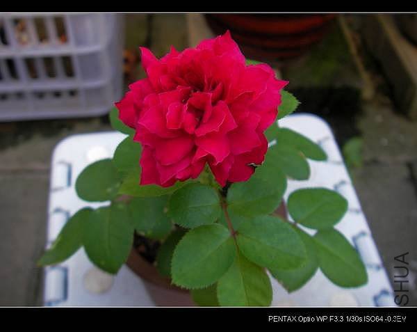 IMGP0728.JPG