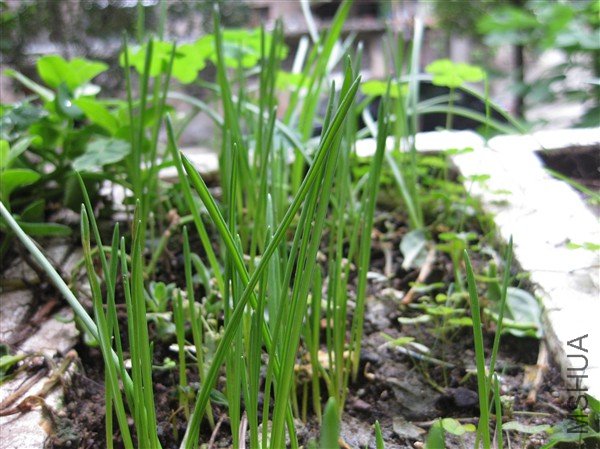 ���������ѷ�����