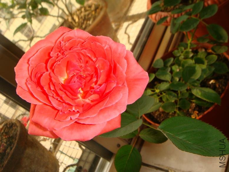 DSC03021.JPG
