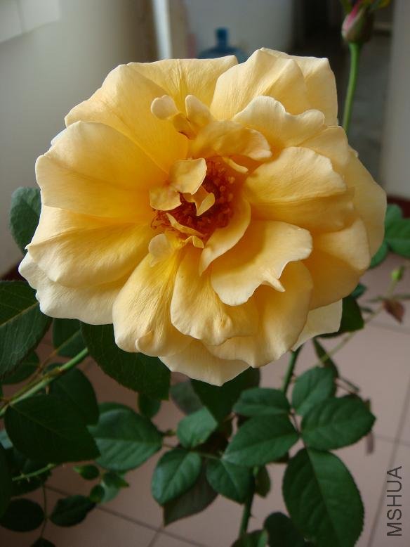 DSC03028.JPG