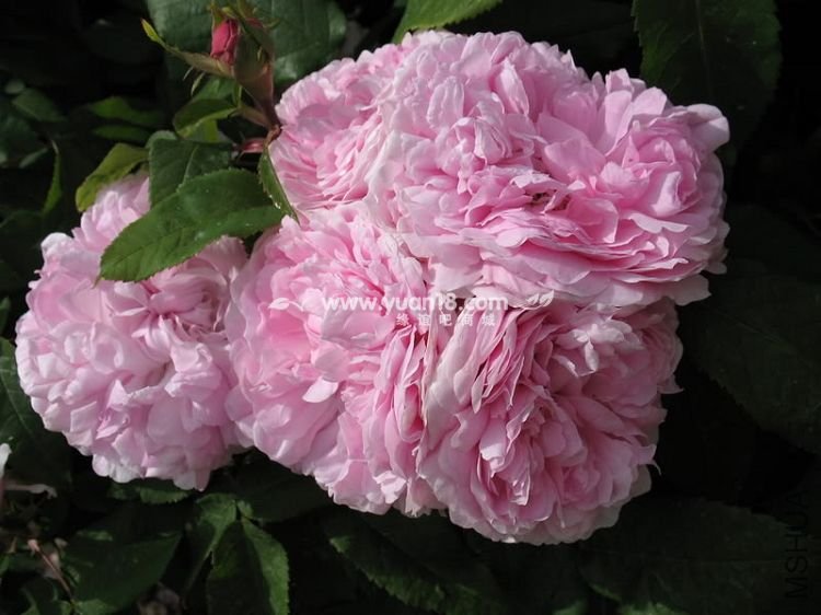 JACQUES CARTIER 14.jpg