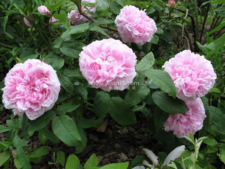 JACQUES CARTIER 11.jpg