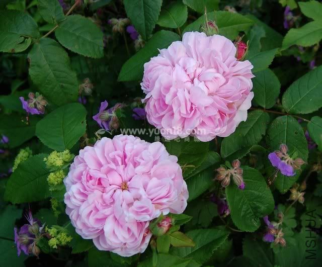 JACQUES CARTIER 2.jpg