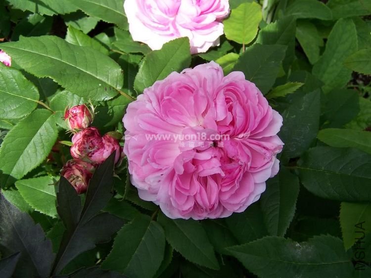 JACQUES CARTIER 12.jpg