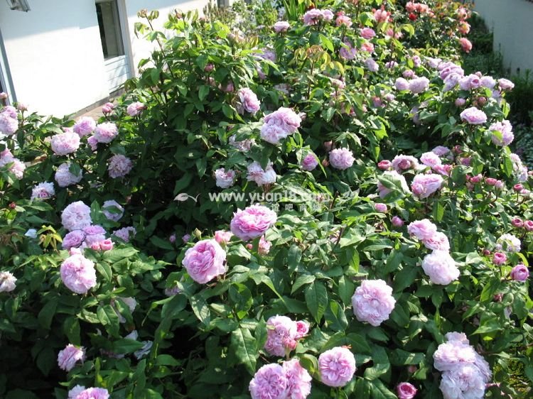 JACQUES CARTIER 10.jpg