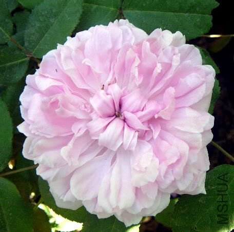 JACQUES CARTIER 1.jpg