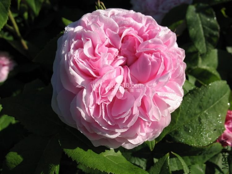 JACQUES CARTIER 13.jpg