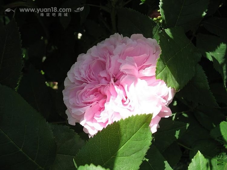 Jacques Cartier (portlandka).jpg