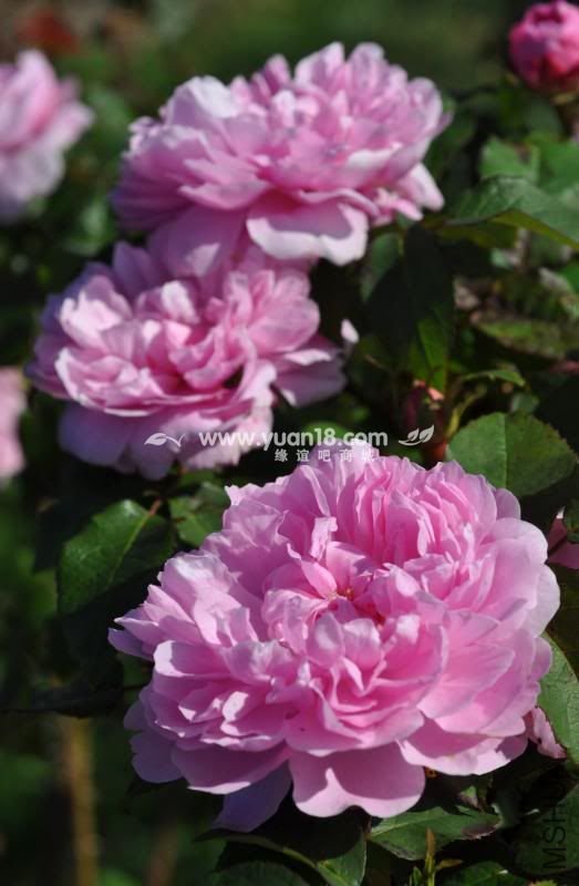 JACQUES CARTIER 5.jpg