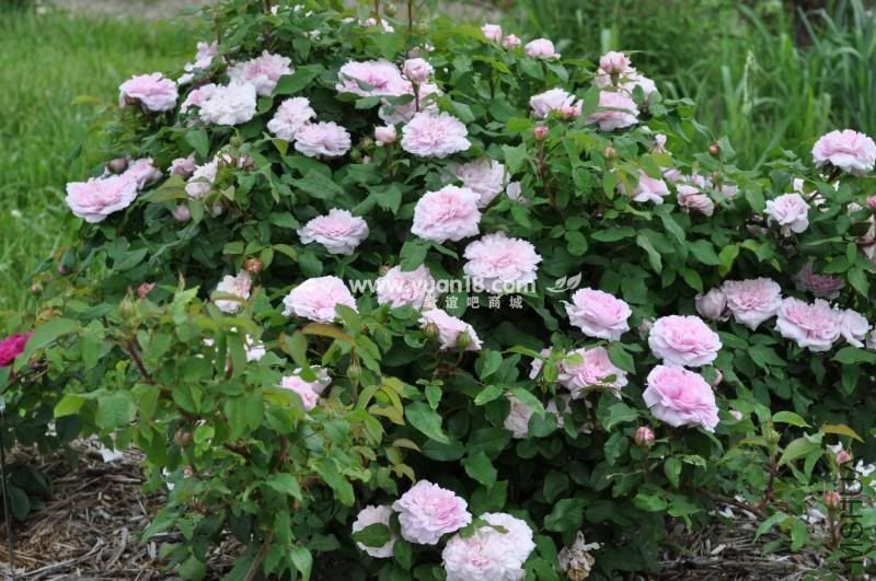 JACQUES CARTIER 8.jpg