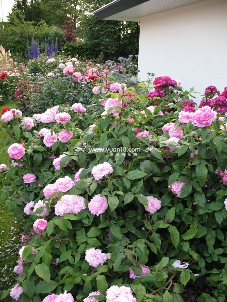 JACQUES CARTIER 15.jpg