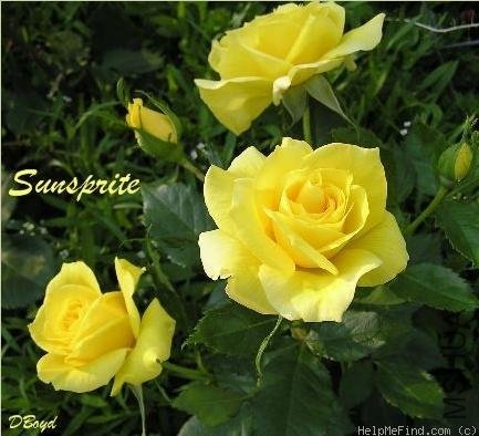 KORRESIA (STANDARD)3.jpg