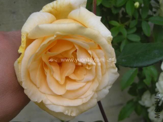 LADY HILLINGDON 7.jpg