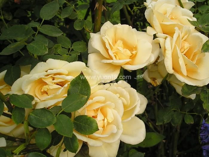 LADY HILLINGDON 2.jpg