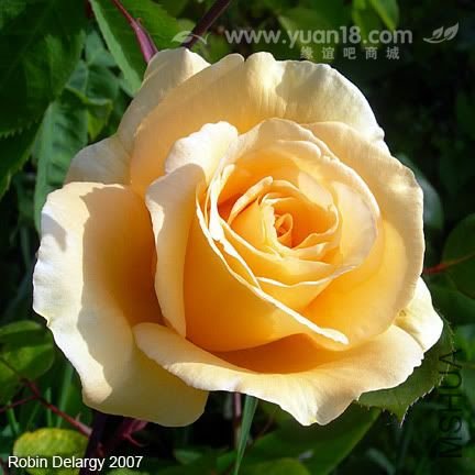 LADY HILLINGDON 6.jpg