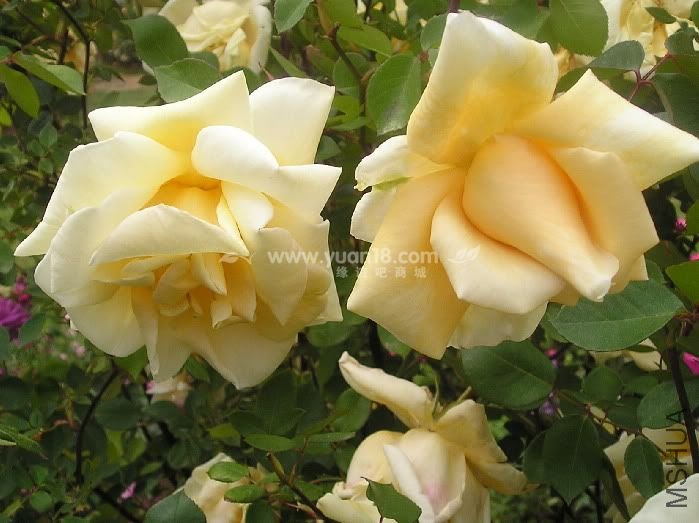 LADY HILLINGDON 3.jpg