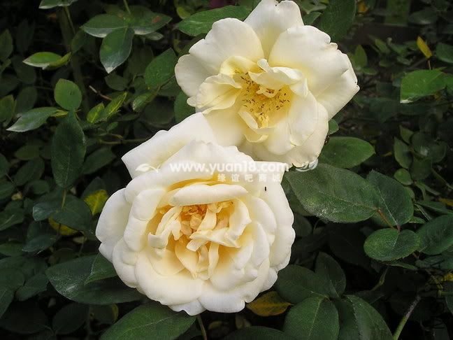 LADY HILLINGDON 4.jpg