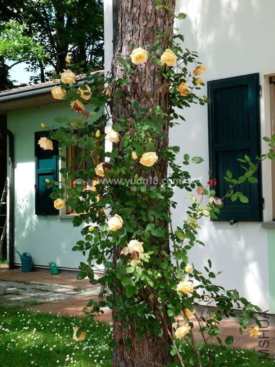 LADY HILLINGDON 8.jpg