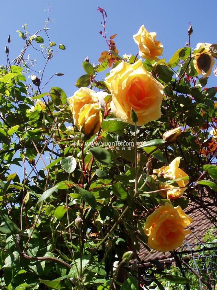 LADY HILLINGDON 5.jpg