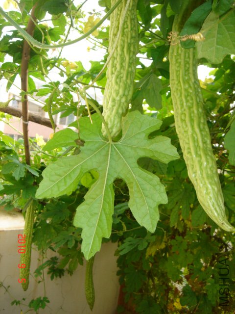 DSC07040.JPG
