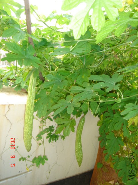 DSC07039.JPG