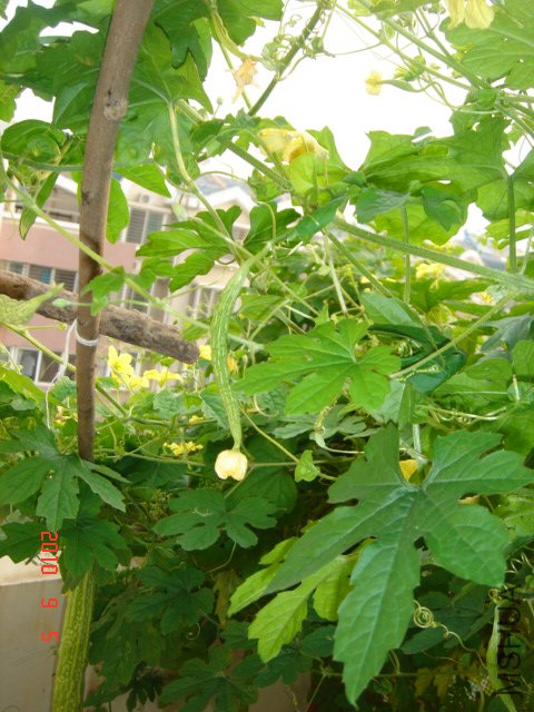 DSC07038.JPG
