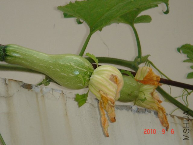 DSC07054.JPG