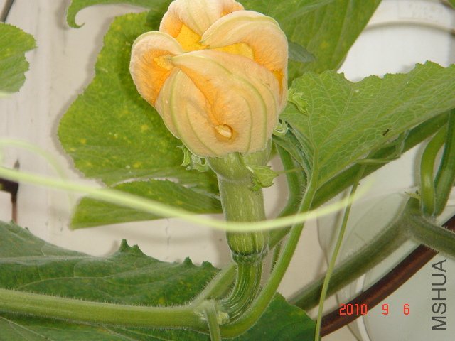 DSC07055.JPG