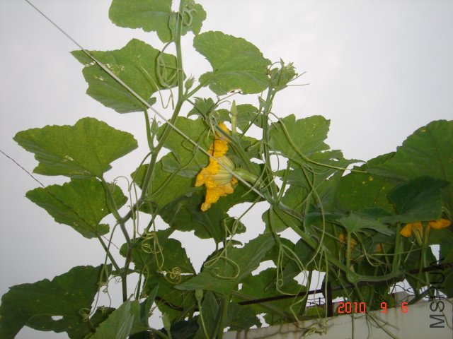 DSC07053.JPG
