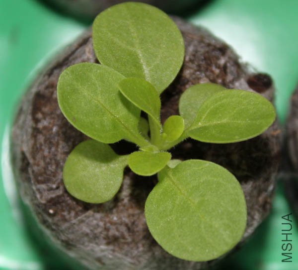 ��������������ʮһƬ��Ҷ