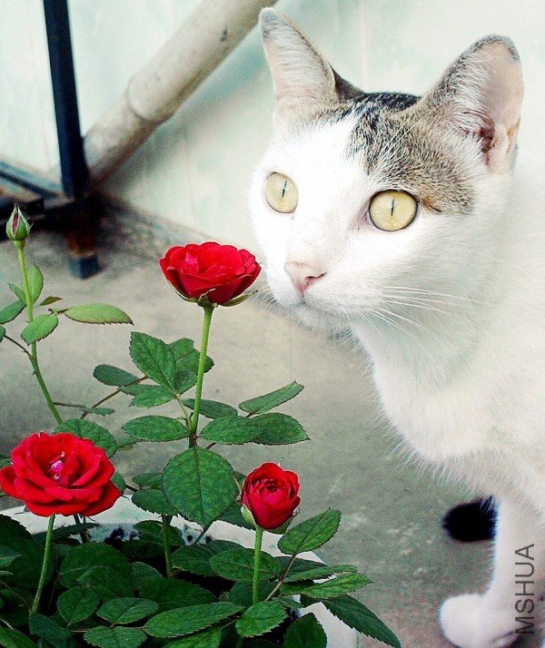 conew_IMAG0048_conew2.jpg