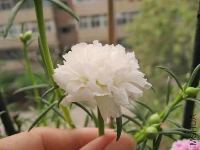 IMG_0853.JPG